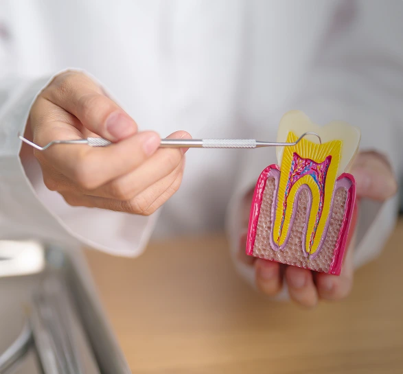 A dentist's hands hold a tooth model, using a dental pick to point at the tooth's interior layers. The setting is clinical, focused on dental education.
